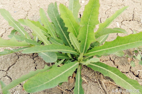 餐桌上常见的本土作物是什么,10种常见的粮食作物
