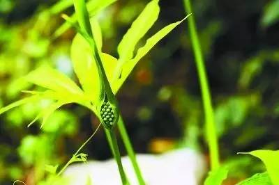 这十二种野菜有毒千万不要吃,这七种野菜有毒不能吃