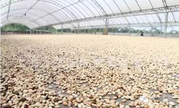 曼特宁和摩卡咖啡区别,鲜咖啡和曼特宁区别