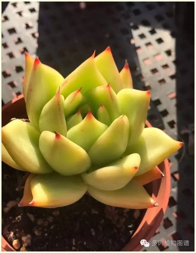 才离家半个月，回来后看到家里的多肉一阵狂喜~