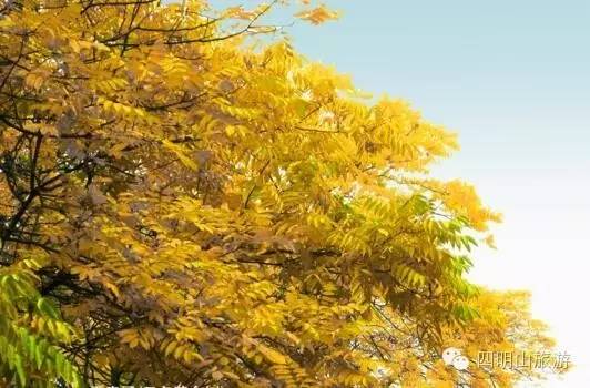 过季就来不及了，快去四明山上捡“黄金果”！（附全攻略）