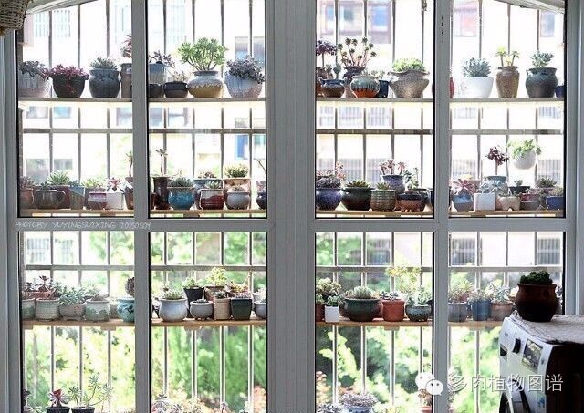 阳台上漂亮的多肉,阳台上的多肉又变美了