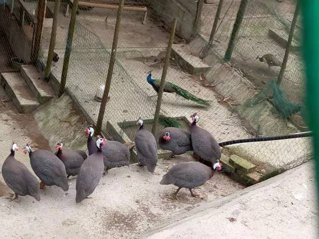 圣灯山老场镇风貌改造项目,圣灯山镇未来5年规划