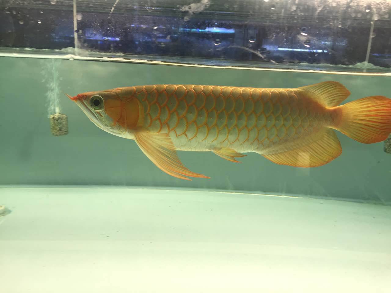 养鱼新手语录大全,养鱼翻车语录