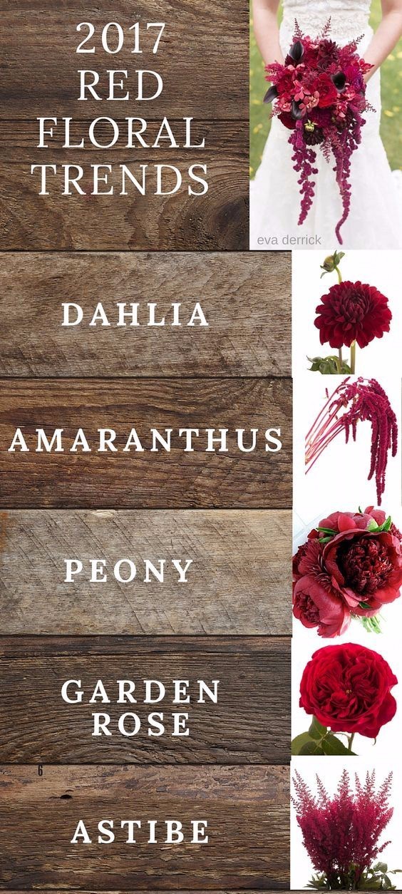 你知道多少种菊花,容易养的花卉品种名字