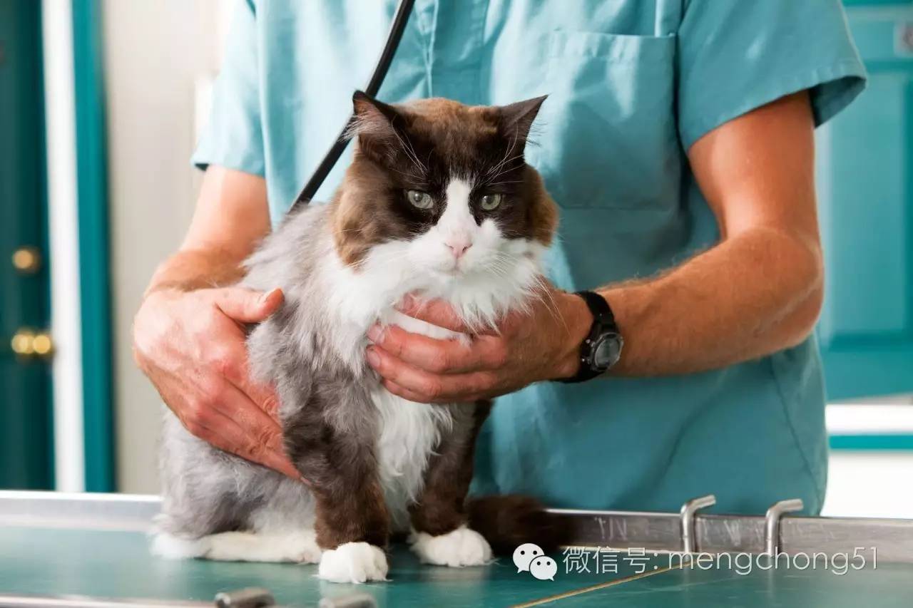 猫咪拉肚子怎么补救,猫咪拉肚子怎么治