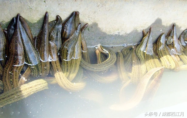 在栽秧的季节里，要是遇上它们可就倒了血霉了！