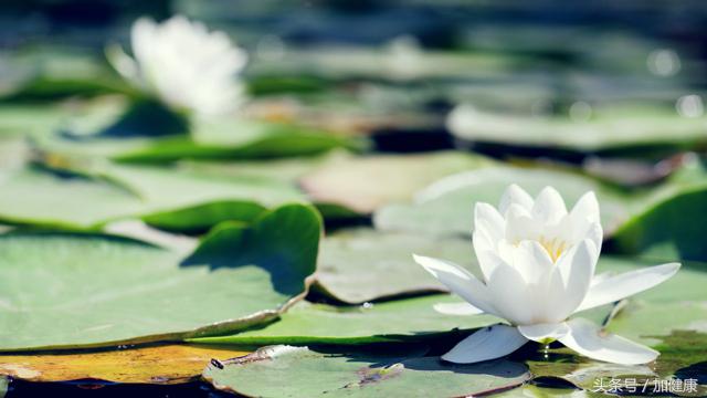 加健康资讯：假如“小妹妹”得了炎症该怎么科学处理