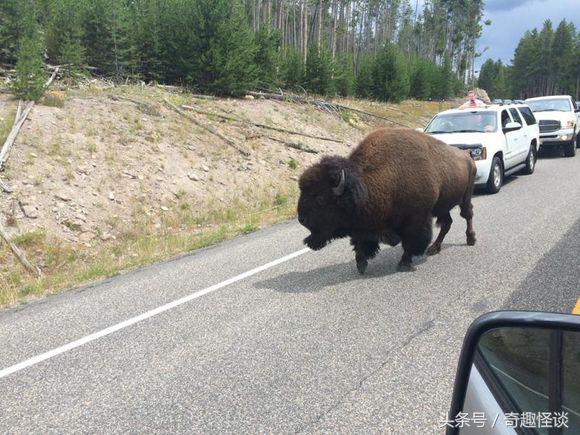 在美国旅游视频教学,美国自由行自驾游