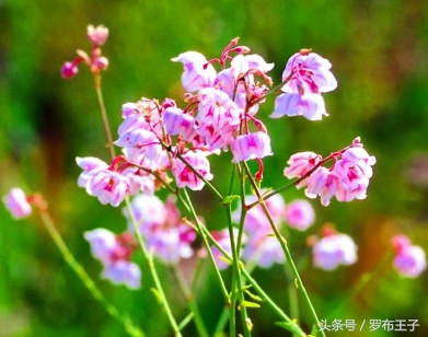 罗布麻不过量有副作用吗,罗布麻茶你不知道的功效