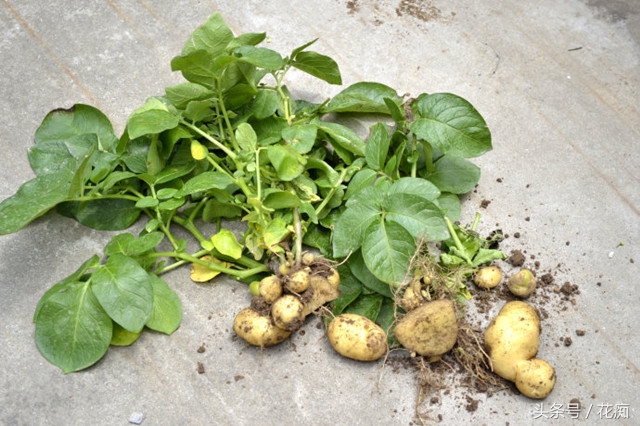 土豆出芽种植盆景,长芽的土豆怎么沤肥