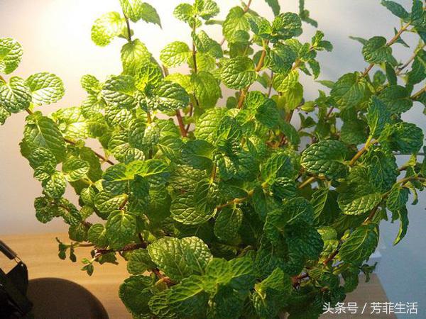 薄荷水培扦插方法全过程,水培植物薄荷