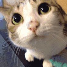 猫粮大盘点｜你家猫咪适合哪一款？