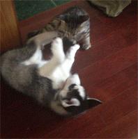 哈士奇作死撩猫咪，却被猫咪打掉牙，真丢狗脸