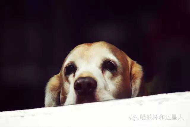 狗狗被抛弃的各种原因,狗狗被丢弃以后的心理