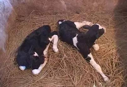 怎么辨别皮革的真假,皮革分类以及辨别标准