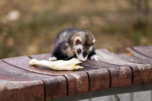 宠物貂怎么那么臭,宠物貂臭是什么原因