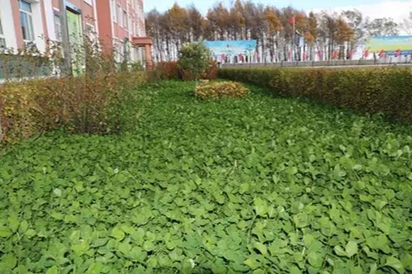 双鸭山市宝清县青原镇——金秋校园别样美