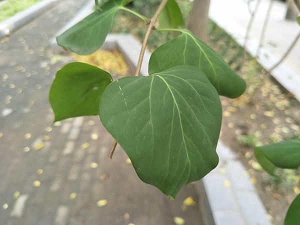 oppor9s用三年充电测试,oppor9实测充电5分钟