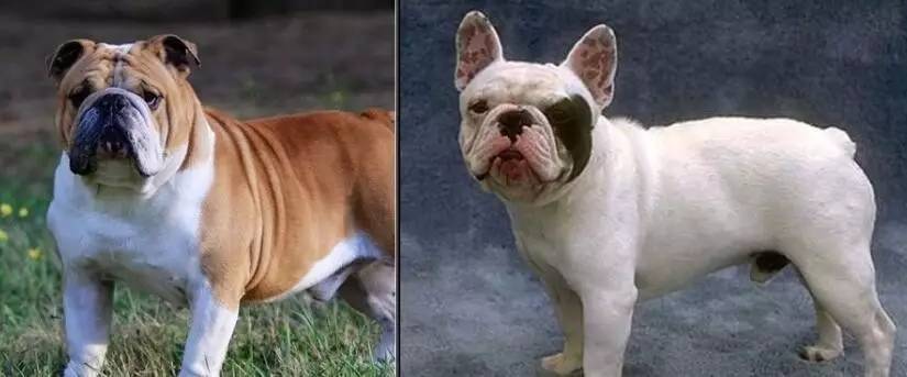 一梦谈狗：这些都不知道，别告诉我你喜欢英国斗牛犬……