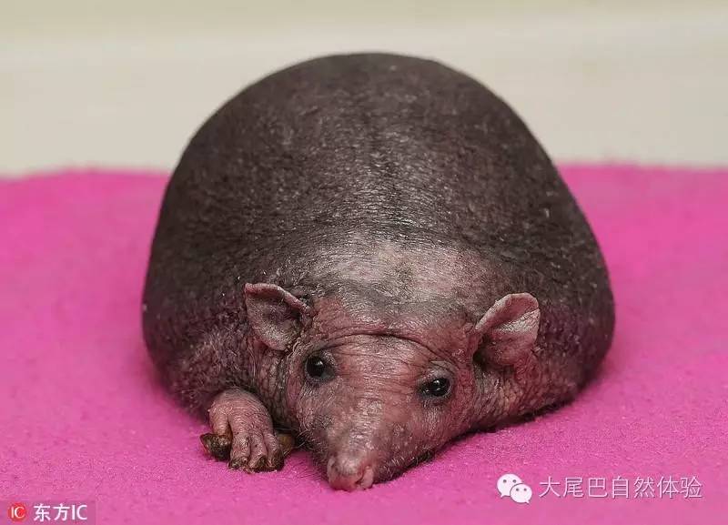 每天一种水果介绍山竹,每天一个水果是什么体验