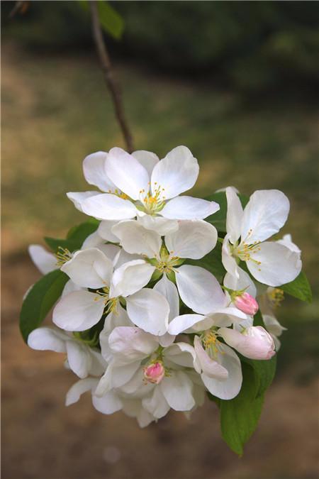 河州牡丹—海棠花虫灾及防治大全
