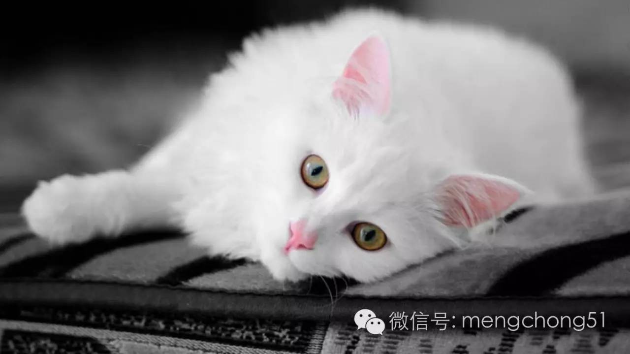 猫咪感染猫瘟怎么解决,猫咪打预防针还会感染猫瘟么