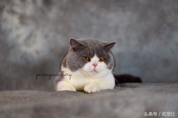 蓝氏猫咪猫粮,蓝氏猫粮猫舍版