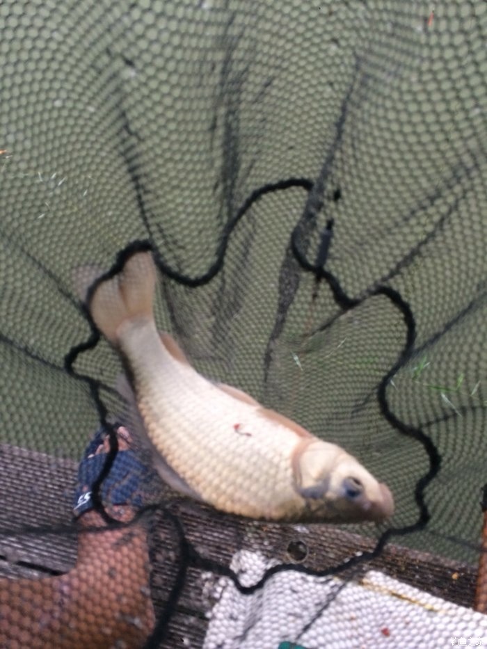 新手入门鱼竿推荐品牌,新手入门推荐鱼竿