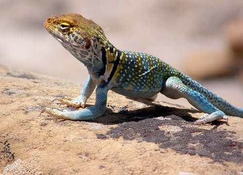 危险蜥蜴,蜥蜴遇到危险回缩成一团