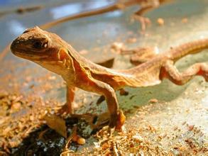 8090后养过的宠物,盘点那些年养过狗狗的视频