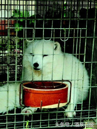 酒泉有个养狐狸的人