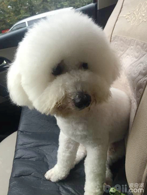 自己在家给比熊犬美容,带比熊去美容