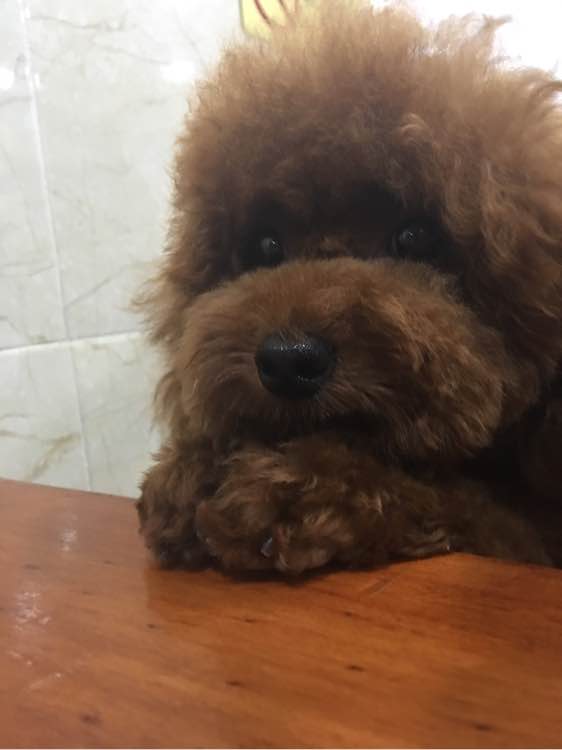 捡到了一个小狗狗宝宝,捡到一只泰迪去宠物医院怎么检查