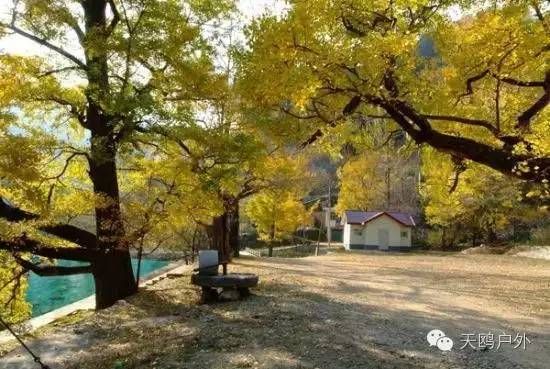 河南最好的红叶银杏叶在哪 (深秋河南哪里可以看银杏)