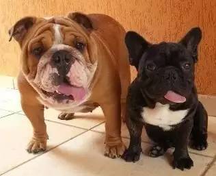 一梦谈狗：这些都不知道，别告诉我你喜欢英国斗牛犬……