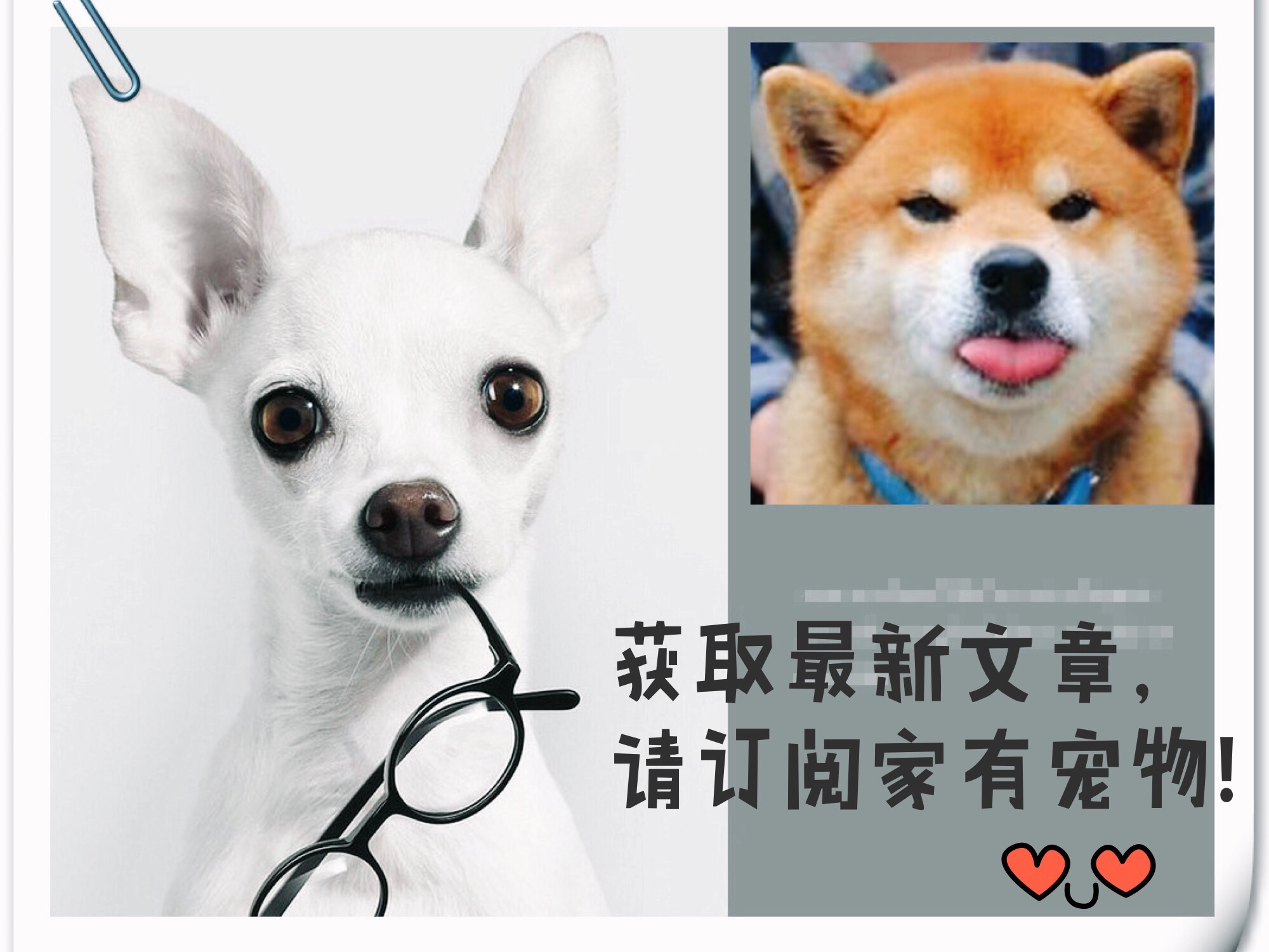 萨摩耶耳朵立不起来是串吗,萨摩耶耳朵立起来又垂下去了