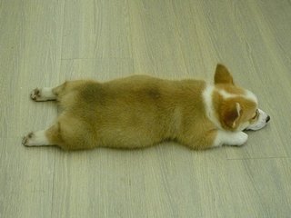 狗狗断狼趾从哪开始剪,狗狗狼趾可以跟断尾一样操作吗