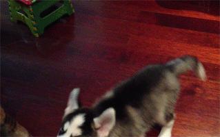 哈士奇作死撩猫咪，却被猫咪打掉牙，真丢狗脸