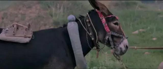 驴得水黑暗喜剧,驴得水笑话图片