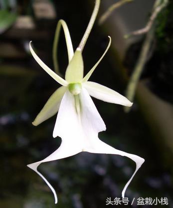 哪种兰花被认为是非常珍贵的,天下之大无奇不有的稀有兰花