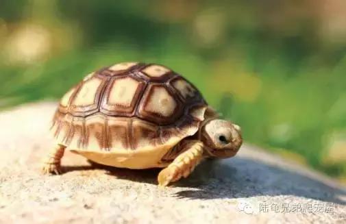 苏卡达2024年可以养了吗,苏卡达养法