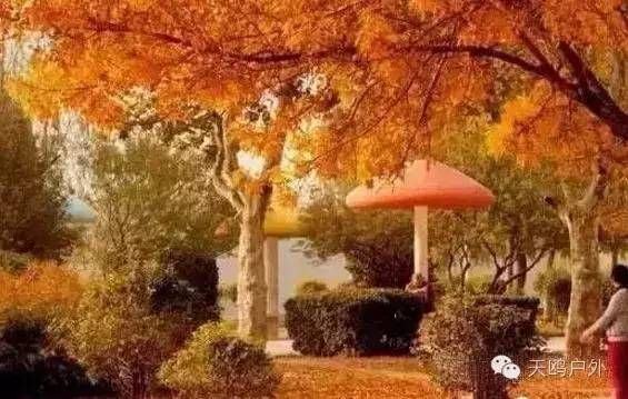 河南最好的红叶银杏叶在哪 (深秋河南哪里可以看银杏)