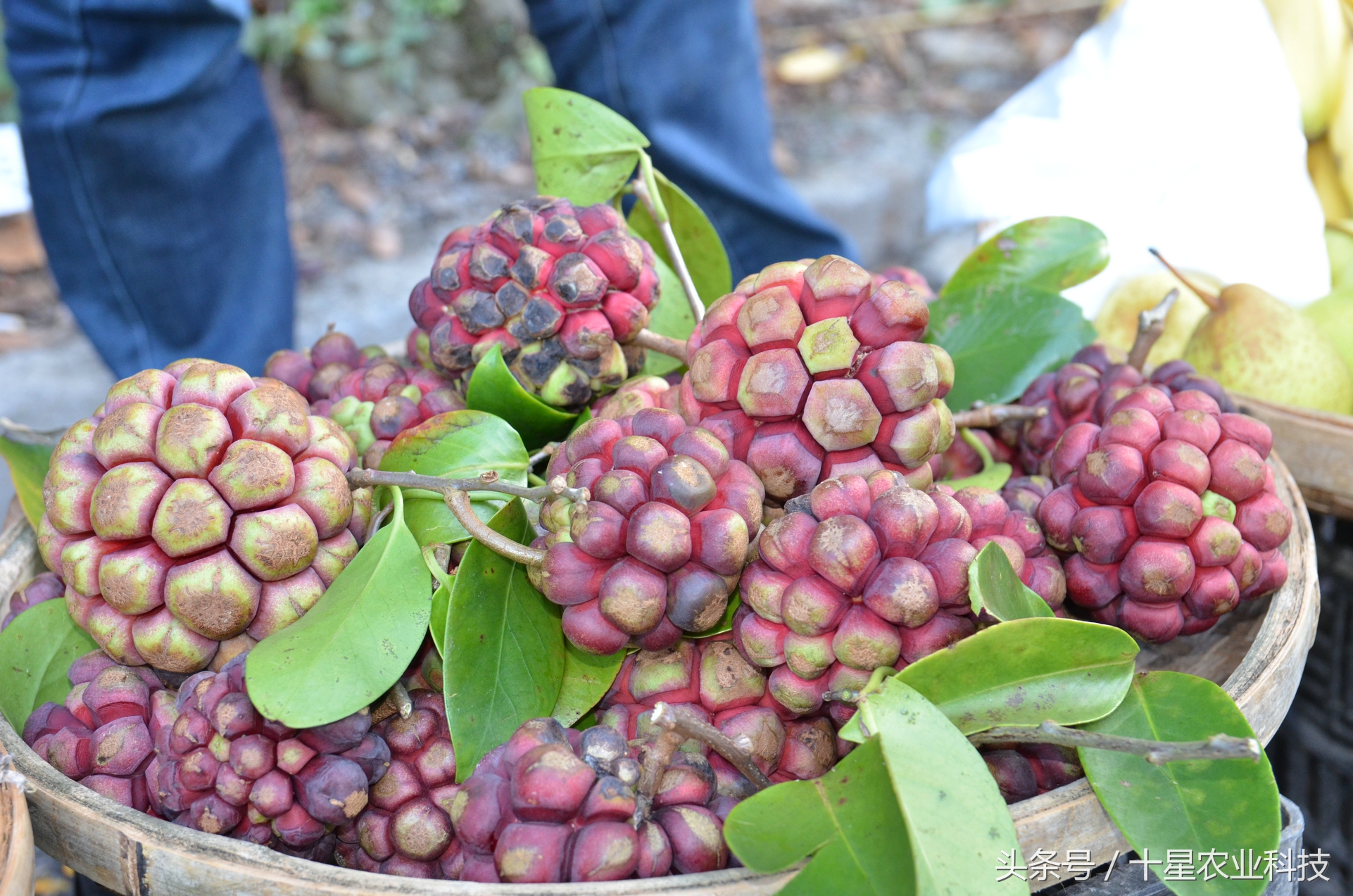 龙胜瑶族大寨龙脊梯田，原创拍摄几十图，有美女出镜哦！