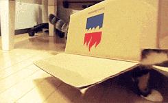 猫粮大盘点,幼猫猫粮适合多大的猫咪吃