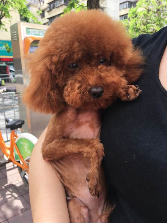 捡到了一个小狗狗宝宝,捡到一只泰迪去宠物医院怎么检查