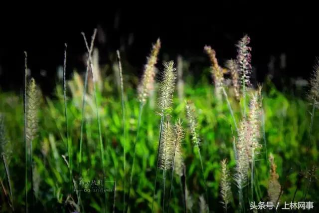 上林哪里有好玩的风景,上林风景最美的景区