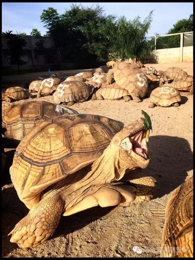 苏卡达2024年可以养了吗,苏卡达养法