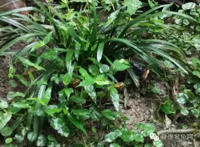 疯狂龟友，6次为龟修建豪华花园！