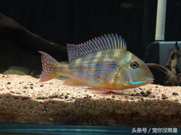 买的硝化细菌真的管用吗,喜尊硝化细菌真的和假的怎么鉴别